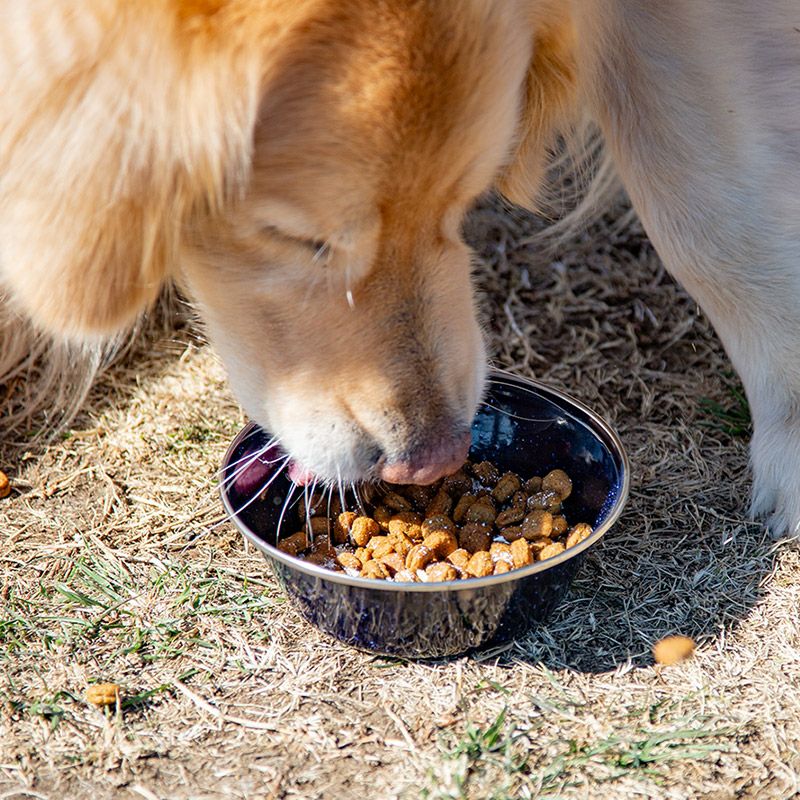 uminopet サメ肉と軟骨のパウダー