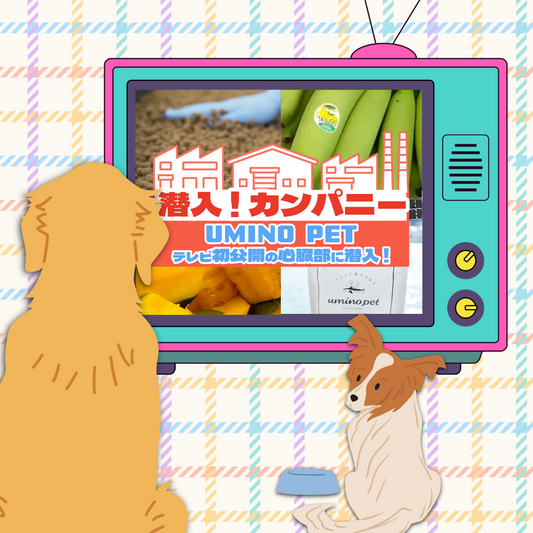 UMINO PETが『潜入!カンパニー』にて特集されました！