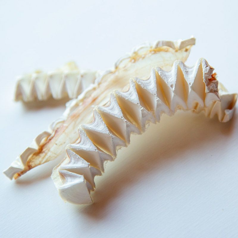 uminopet サメ軟骨スティック