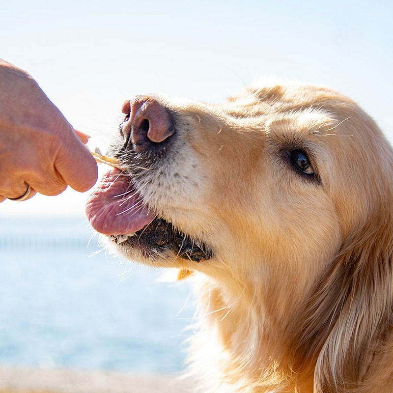 uminopet サメ軟骨スティック