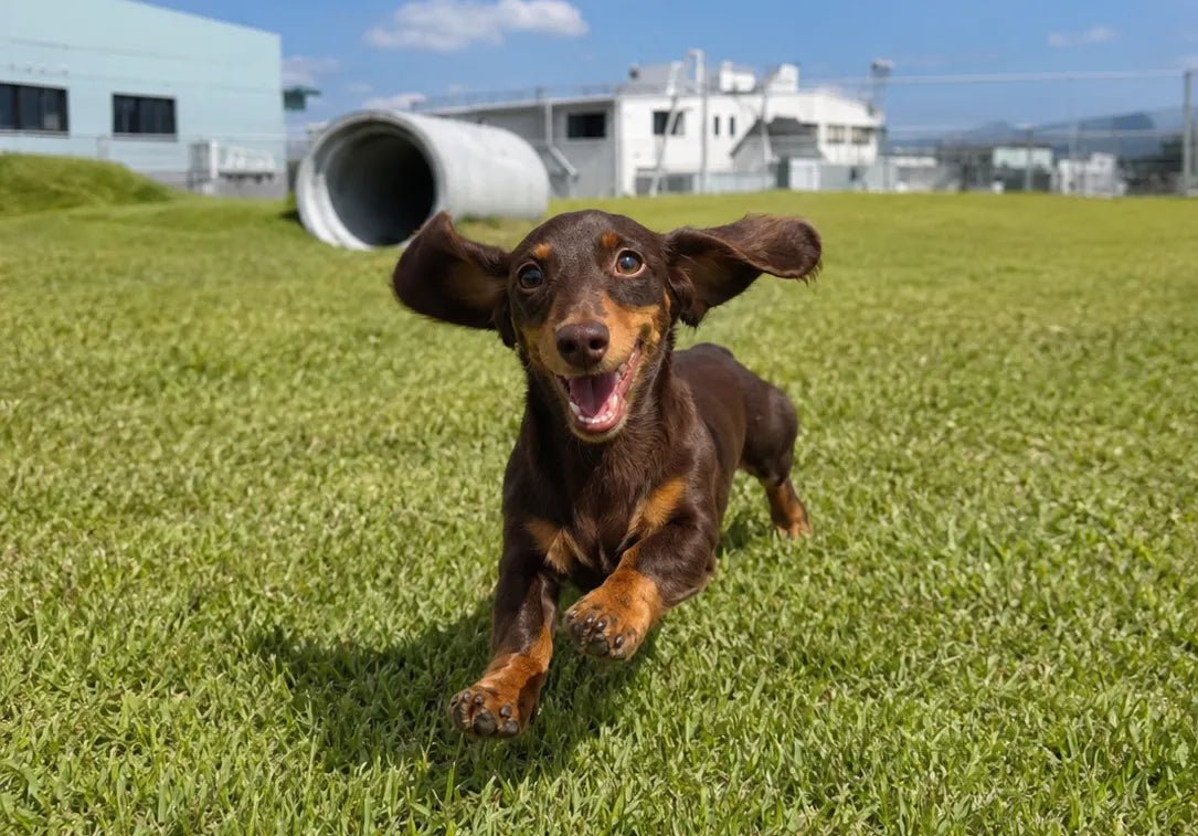 ドッグランを走る犬